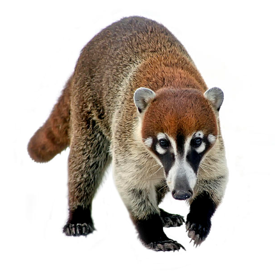 Cusumbo o Coati Andino